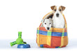 deux jack russell terrier dans leur couchage deux jack russell terrier dans leur couchage