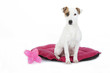jack russell terrier assis sur son coussin jack russell terrier assis sur son coussin