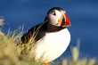 puffin