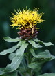 Blüte der Großköpfigen Flockenblume