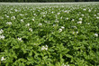 Blühendes Kartoffelfeld in Bayern