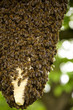 Honey Bees Honey Bees