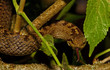 Foto: Schling- oder Glattnatter Schling- oder Glattnatter