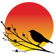 Nightingale on a blooming sakura branch