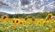 girasoli hdr