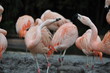 Flamingos