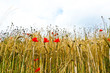 Poppy flowers with blue sky and clouds on the meadow Poppy flowers with blue sky and clouds on the meadow