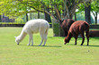 Lamas