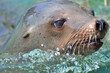 Seelöwe im Wasser
