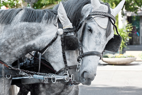 Photo: Horses in harness on a city street Horses in harness on a city street