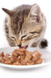 chaton de 7 semaines mangeant fond blanc