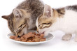 chatons de 7 semaines mangeant