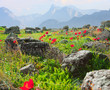 Meadow with fowers