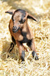 Babyziege