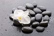 Macro of beautiful orchid on wet pebble Macro of beautiful orchid on wet pebble