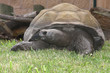 Giant Tortoise