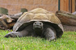 Giant Tortoise