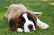 Puppy Dog Outdoors in the Grass Puppy Dog Outdoors in the Grass