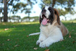 Puppy Dog Outdoors in the Grass Puppy Dog Outdoors in the Grass
