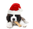 Adorable Santa Clause Saint Bernard Puppy Adorable Santa Clause Saint Bernard Puppy