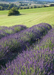Champ de Lavande #4