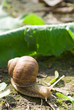 snail