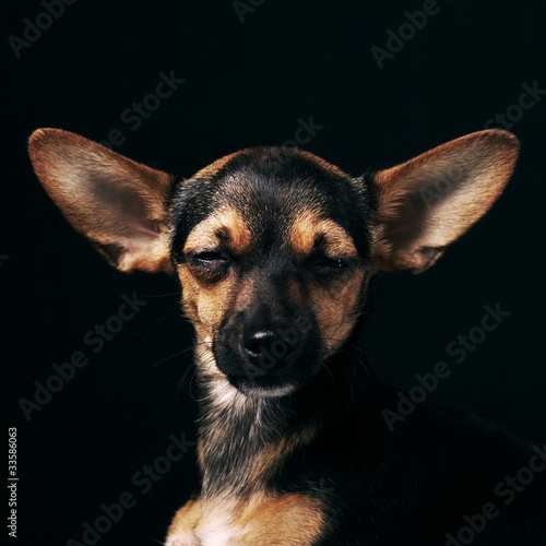 Photo: Miniature Pinscher Miniature Pinscher