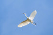 White heron