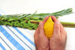 Four Species for Jewish Holiday Sukkoth