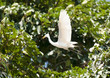 White heron in flying action