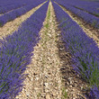 Champ de lavande (fine bleue)