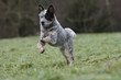 australian cattle dog jumping and running