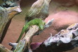 Terrarium mit Smaragdeidechse