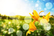 background with flower background with flower