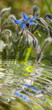 Foto: Borretsch Borretsch