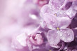 Beautiful lilac flowers