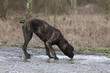cane corso boit l'eau d'une flaque - italian corso dog drinks