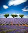 Lavande Provence France / lavender field in Provence, France