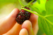 Man breaks mulberries Man breaks mulberries