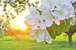 Apfelbaum im Sonnenuntergang