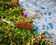 Foto: Schnecke im Garten Schnecke im Garten