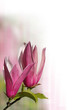 fond zen magnolia