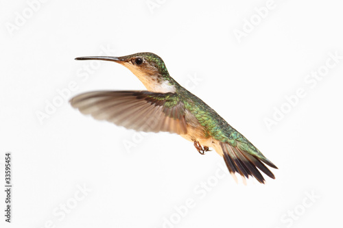 Photo: Isolated Ruby-throated Hummingbird Isolated Ruby-throated Hummingbird