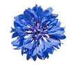 Kornblume