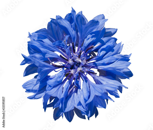 Foto: Kornblume Kornblume