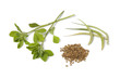Fenugreek leaves,pods and seeds Fenugreek leaves,pods and seeds