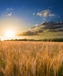 summer wheat field at the sunset summer wheat field at the sunset