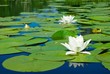 white lilies