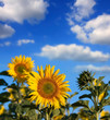 Les tournesols