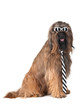 Dressdog